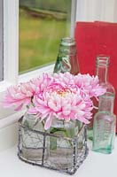 Chrysanthemum 'Bloom Allouise Pink' in glass jars within a wireframe heart, on a windowsill with a view to the garden