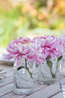 Chrysanthemum 'Bloom Allouise Pink' in glass jars