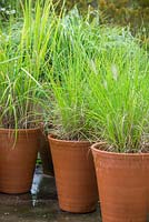Calamagrostis Brachytricha - Korean feather grass and Pennisetum alopecuroides 'Hameln' - Chinese fountain grass in Long Tom terracotta pots