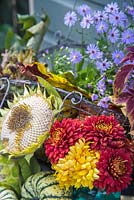 Autumnal display of Chrysanthemums, Helianthus - Sunflower seed head, Asters and Squash 'Sweet Dumpling'