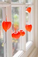 Physalis hanging from a window with a view to the garden