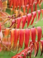 Rhus typhina 'Radiance' - Stag's Horn Sumach - October