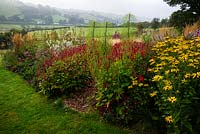 Persicaria, J. S. Caliente and Rudbeckia Goldstrum with prairie style planting on a misty autumn morning