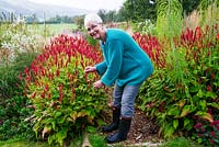 Pamela Harris in her garden. Persicaria -  J. S. Caliente flowers with prairie style planting on a misty autumn morning