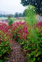 Persicaria J. S. Caliente with prairie style planting on a misty autumn morning.