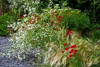 Erigeron annus flowers and Hordeum jubatum grass with poppy flowers
