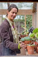Woman storing tender plants in a greenhouse for the winter months. Echeveria
