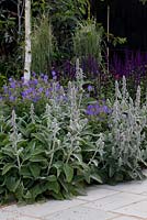 Mixed bed with Stachys 'Big Ears', Geranium 'Brookside', Betula jacquemontii, Salvia 'Caradonna' in summer 