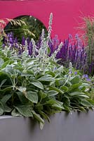 Stachys 'Big Ears' in raised bed