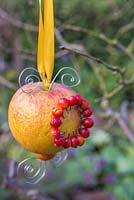 A bird feeder made with an apple and ilex aquifolium - holly berries, hanging from a bare tree on yellow ribbon