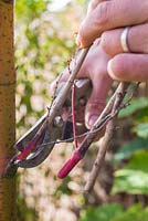 Using pruning shears to remove dead and diseased stems from an acer tree