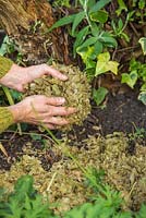 Mulching a garden border with spent hops