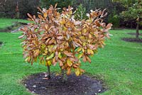 Quercus Pontica - Armenian Oak or Pontine Oak 