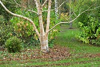 Betula Ermanii 'Grayswood Hill' with gold and cream patterned bark in autumn at Bluebell Arboretum in Smisby, Derbyshire