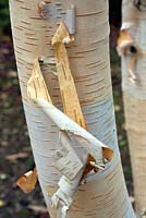 Betula Utilis 'Doorenbos' - Himalayan White Birch 