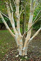 Betula Utilis 'Doorenbos' - Himalayan White Birch 