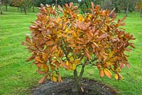 Quercus pontica - Armenian oak - Autumn at Bluebell Arboretum in Smisby Derbyshire England United Kingdom