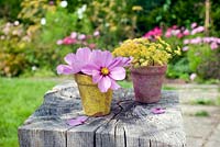 Cut garden flower arrangement - pink cosmos and fennel flowers in painted clay pots