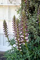 Acanthus - Bear's Breeches in front of window