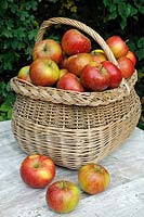 Malus domestica, Apple 'Lord Lambourne' - English heritage variety apples in vintage wicker basket