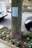 Newly planted tree pit by 6th South Islington Girl Guides saying with sign above saying - Please do not Steal our Flowers. 