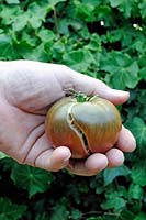 Solanum lycopersicum, split 'Black Russian' Heritage Tomato held in gardeners hand. Damage caused by irregular watering or variation of temperature