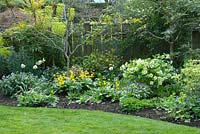 Spring border of Hellebores and Erythronium in Victoria BC, Canada