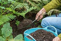 Mulching a shady border with composted green waste