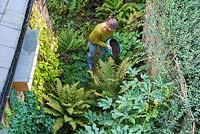 Woman mulching a shady border with composted green waste