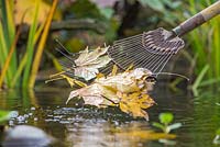Using an old rake to remove leaves from a pond