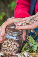 Collecting and storing beans of Climbing Bean 'Borlotto Lingua di Fuoco' - Firetongue