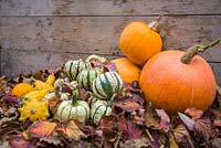 Autumnal Pumpkin display with autumn leaves. Featuring Squash 'Uchiki Kuri', Squash 'Sweet Dumpling' and Gourds 'Autumn Glory'