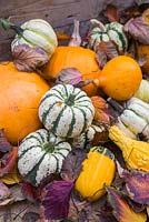 Autumnal Pumpkin display with autumn leaves. Featuring Squash 'Uchiki Kuri', Squash 'Sweet Dumpling' and Gourds 'Autumn Glory'