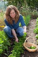 Lady picking parsley 'Moss Curled 2' on vegetable plot