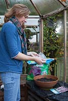 Planting crocus corms in a greenhouse into terracotta pots, removing corms from bag, Crocus 'Whitewell Purple'