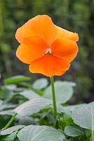 Viola x wittrockiana - Pansy 'Deep Orange XP' Panola series.