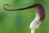 Arisarum proboscideum - Mouse plant 