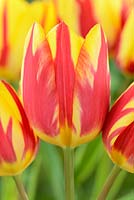 Tulipa 'Colour Spectacle', Multi-flowered Single Late Group 
