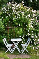 White garden table and chairs under climbing rose, rosa Venusta Pendula, trellis, 