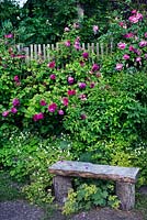 Garden bench made from a tree trunk, Rosa 'Great Western', Rosa 'Commandant Beaurepaire', Rosa 'Wrams Gunnarstorp', wooden fence