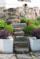 Stone steps in garden, sedum, lavender, stone wall