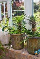 Pineapple plant in pots in greenhouse