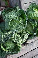 Harvested brassica - Savoy cabbages on wooden boxes in garden