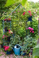 Metal frame with shelves used in garden for potted plants including rose, pelargonium, Lamprocapnos spectabilis 