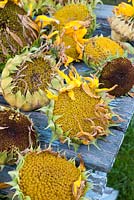 Helianthus annuus - Sunflower flowerheads drying for seeds