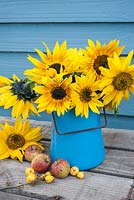 Helianthus annuus - Sunflowers displayed in blue jug
