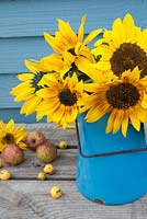 Helianthus annuus - Sunflowers displayed in blue jug