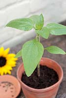 Helianthus annuus - Sunflower seedling in terracotta pot