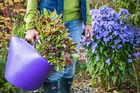 Woman carrying purple trug containing green waste from cutting back plants. Solidago - Goldenrod, Heleniums, Paeony and Aster 'Little Carlow'