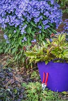Purple trug containing green waste from cutting back plants. Solidago - Goldenrod, Heleniums, Paeony and Aster 'Little Carlow'